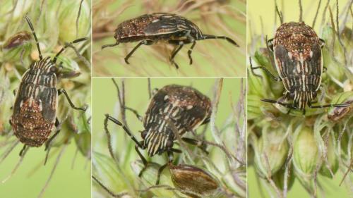 Nysius sp.